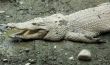 smiling crocodile