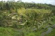 rice terrace