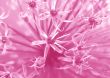 Pink floral background