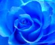 Blue rose