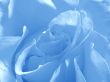 Blue rose