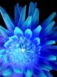 Blue flower