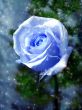 Blue rose and stars