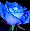 Blue rose with drop