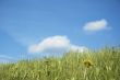 grass and flowers over blue sky - shallow focus