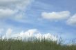background of grass and blue sky