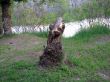 big stump on the bank of the Dnieper River