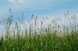 grass