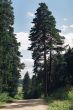 pine tree