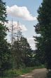 pine tree