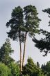 pine tree