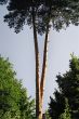pine tree