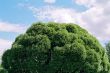 green tree