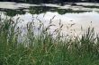 grass