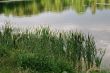 ponds