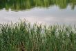 ponds