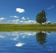 blue sky and tree in the field reflecting in the water