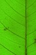 green leaf texture