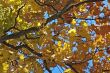 autumn leaves background