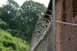 Razor Wire on a Fence