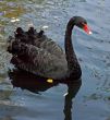 black swan