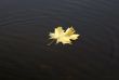 leaf in water