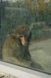 sad monkey behind dirty window