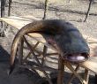 catfish