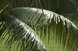 palm leaves
