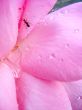 Rose and dew