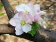 Apple blossom