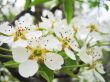 Pear blossom