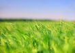 Earth & sky: grass