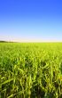 Grass and sky #2