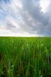 Earth & sky: grass #4