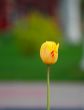 Alone yellow tulip