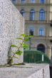 Plant grow up through brick pave on bridge