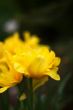 Yellow flower on black