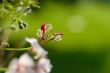 flowers on green background