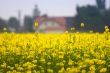 yellow field of rape
