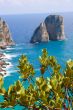 Capri island view from plant