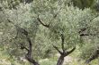 Olive tree branches