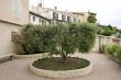 Olive tree
