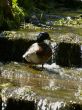 Duck in Stream