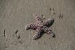 Purple - brown  starfish
