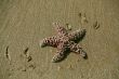 Starfish [sea star] on sandy beach