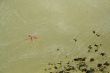 Starfish [sea star] on sandy beach