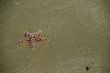 Starfish [sea star] on sandy beach