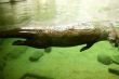 River otter, swimming  underwater