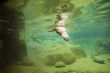 River otter, swimming  underwater